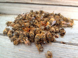 Пчелиное средство