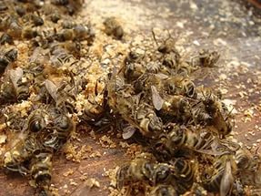 Сырье пчелиного подмора