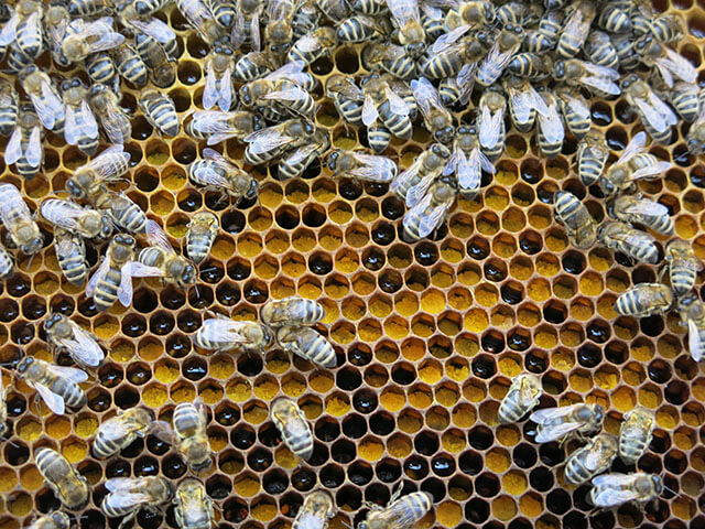 Что такое пчелиная перга в сотах