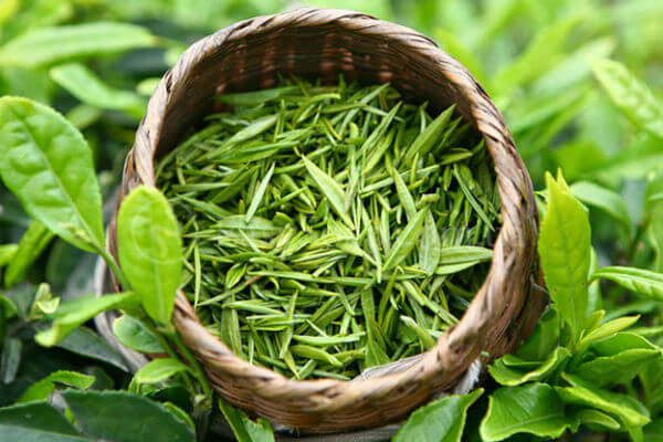 Выращивание зеленого чая